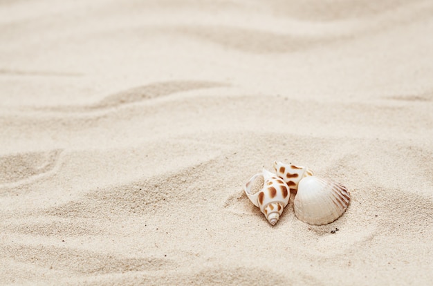 Conchas do mar na areia no verão