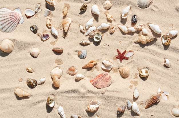 Conchas do mar na areia no verão