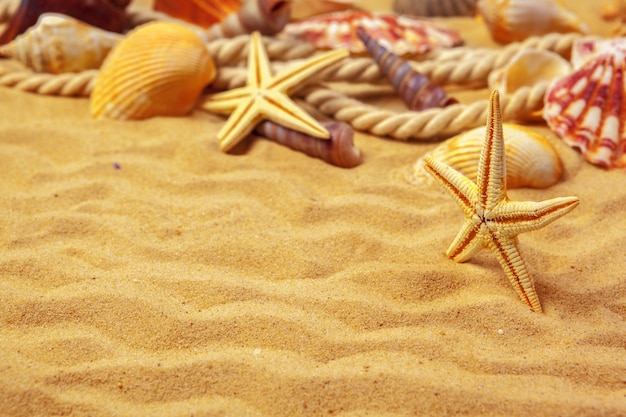 Conchas do mar na areia
