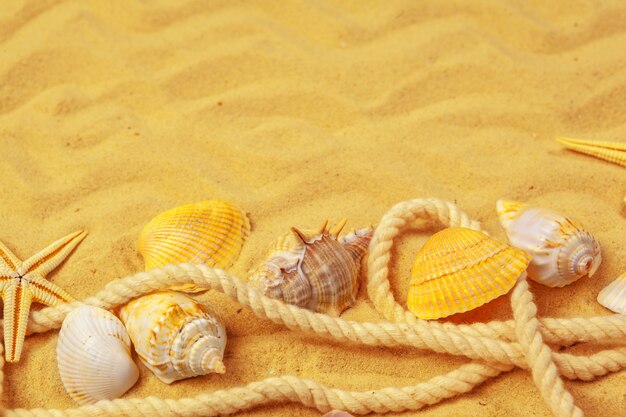 Conchas do mar na areia