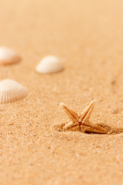 Conchas do mar na praia de areia.