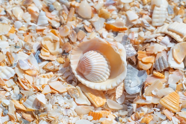 Conchas do mar na praia