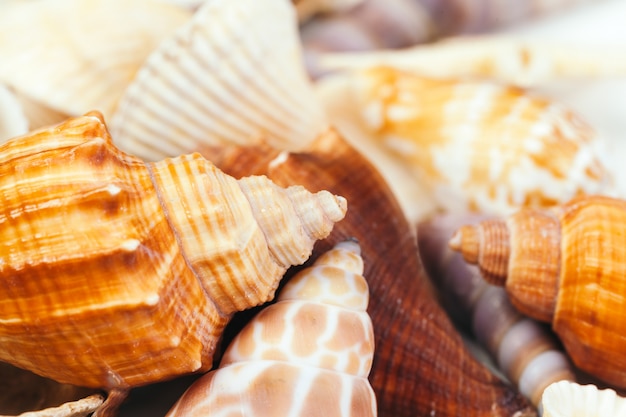 Conchas do mar, natureza.