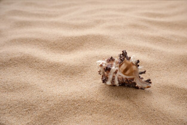 Foto conchas do mar repousam na areia. o conceito de descanso, mar, viagem. copie o espaço.