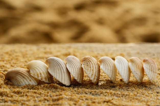 Conchas e areia