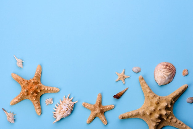 Foto conchas e estrelas do mar. fundo de verão