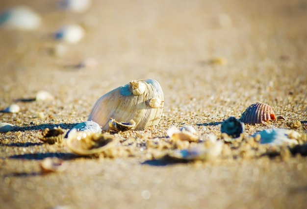 Conchas e estrelas do mar no mar. foto de verão.