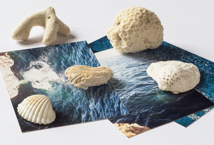 Foto conchas e fotos com a imagem do mar na superfície branca