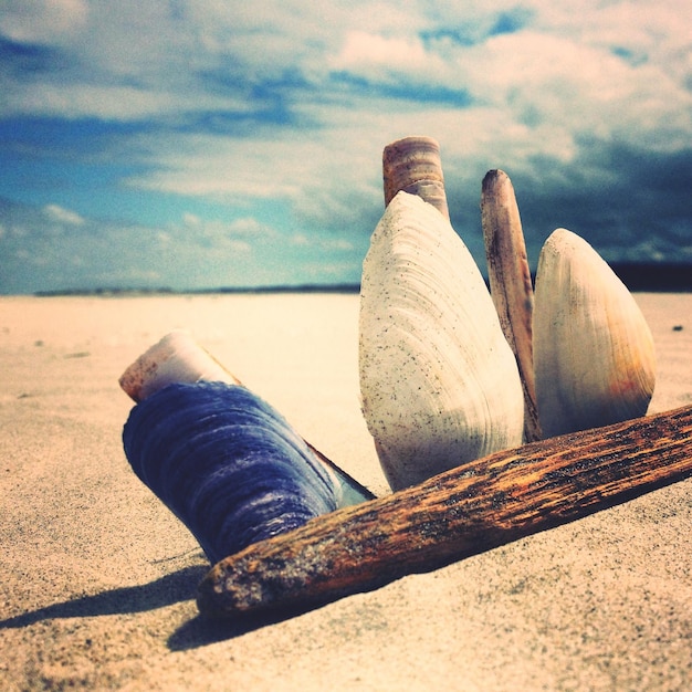 Conchas e madeira na praia