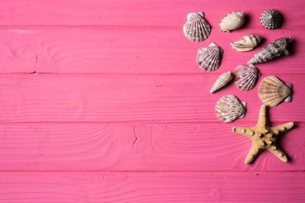 Conchas em fundo de madeira rosa