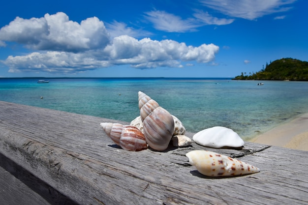 Las conchas se encuentran en la playa con fondo de cielo