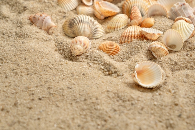 Conchas esparcidas en la playa de arena, concepto de vacaciones de verano