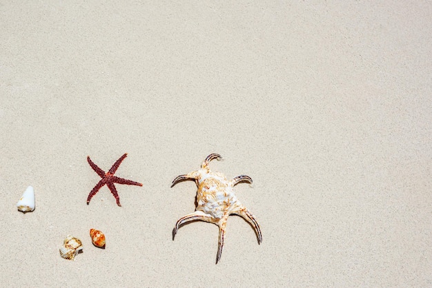 Conchas de estrellas de mar en la arena en la orilla del Océano Índico