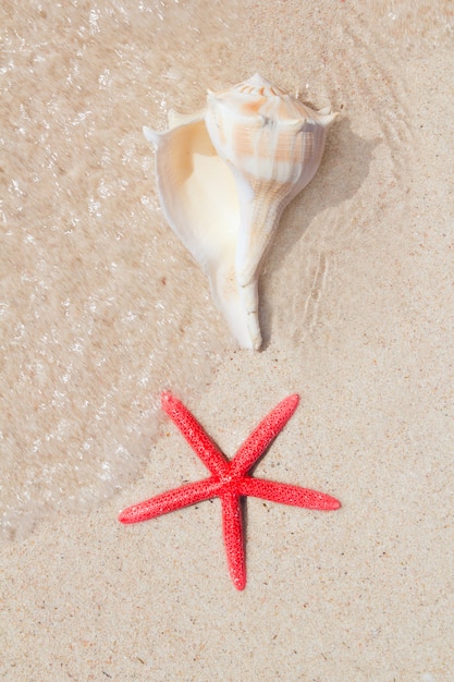 Conchas y estrellas de mar en la playa de arena blanca