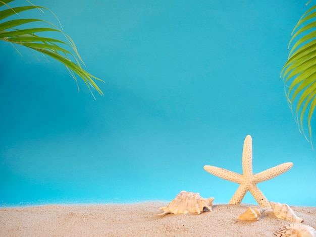 Conchas y estrellas de mar en la playa.