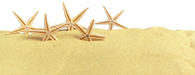 Foto conchas de estrellas de mar en la playa