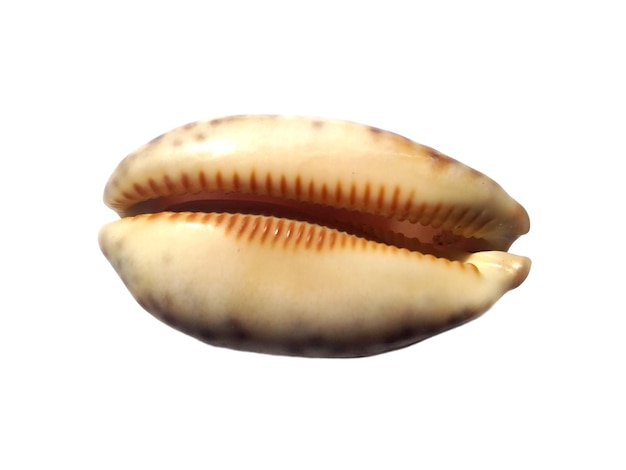 Conchas exóticas do mar em um fundo branco