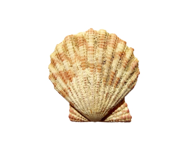 Conchas exóticas do mar em um fundo branco