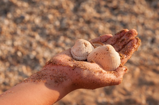 Conchas en una mano manchada de arena