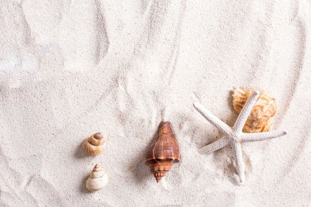 Conchas de mar con arena como fondo y copyspace, concepto de verano.