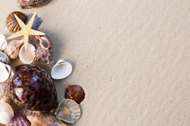 Conchas de mar con arena como fondo