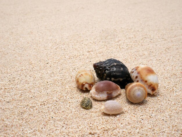 Conchas de mar en la arena Fondo de la playa de verano Vista superior