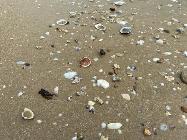 Conchas de mar en la arena de la playa en varias formas