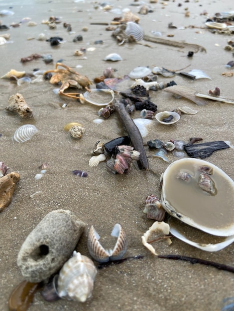 Conchas de mar en la arena de la playa en varias formas