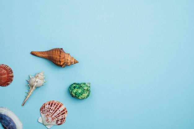 Foto conchas de mar en azul para la decoración y el concepto de viaje