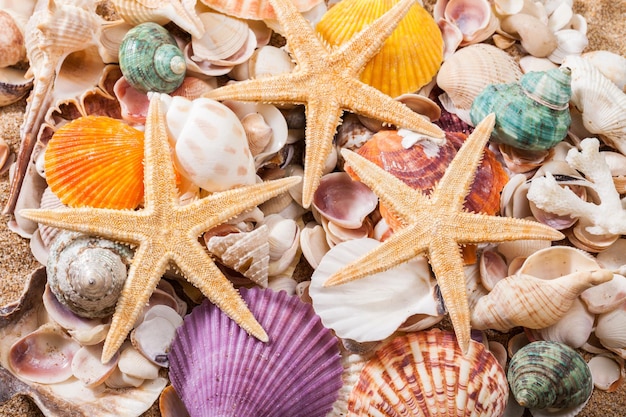 Conchas de mar y decoraciones de estrellas de mar, cerrar