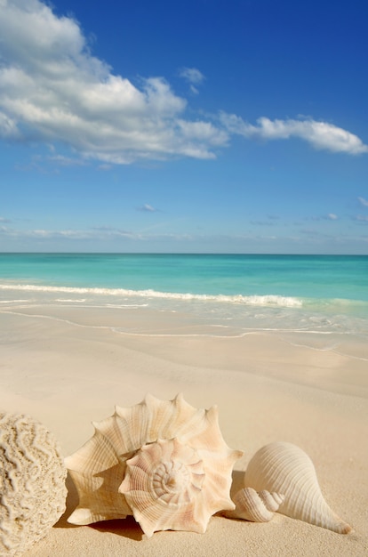 Foto conchas de mar estrella de mar tropical arena turquesa caribe