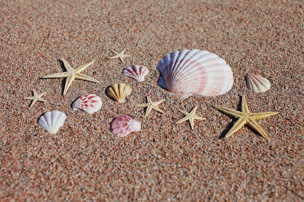 Conchas de mar y estrellas de mar en la playa. Concepto de vacaciones de verano. Vacaciones mar