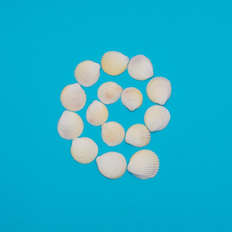 Foto conchas de mar en forma de espiral.