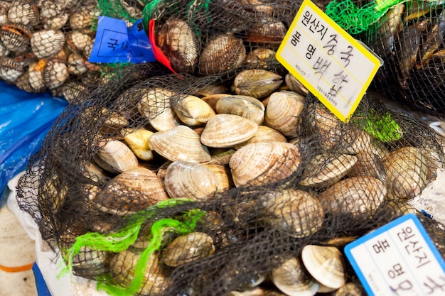 Conchas de mar en el mercado de pescado, Seúl, Corea