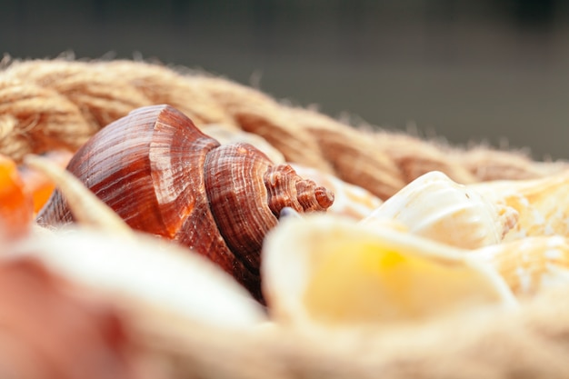 Conchas de mar. naturaleza.