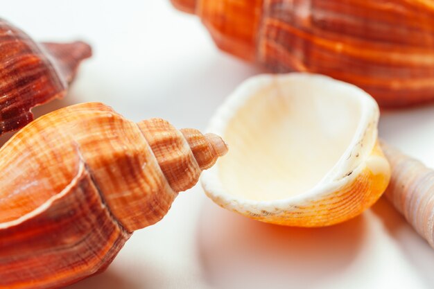 Conchas de mar, naturaleza.