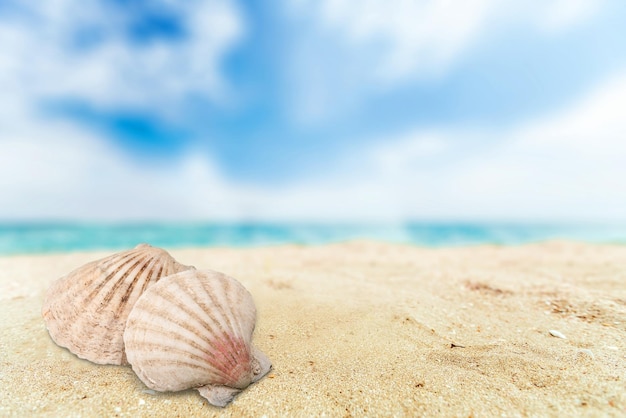 Conchas de mar en la playa de arena con lugar para texto