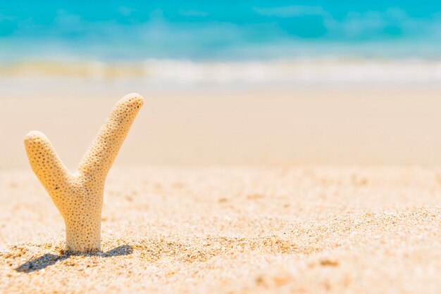 Foto conchas de mar en la playa de arena