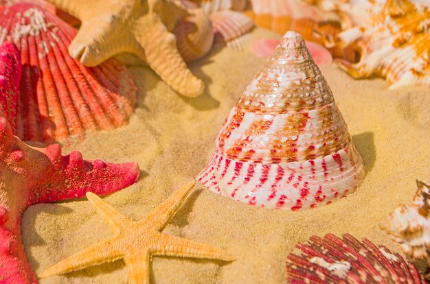 Foto conchas de mar en la playa de arena