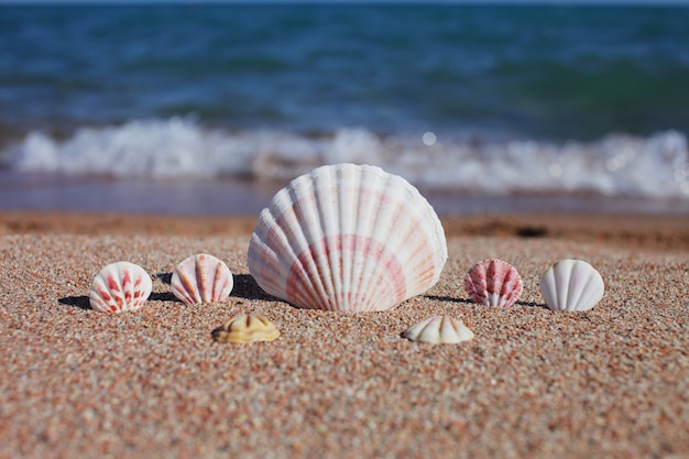 Conchas de mar en la playa. Playa de arena con olas. Concepto de vacaciones de verano. Vacaciones junto al mar.