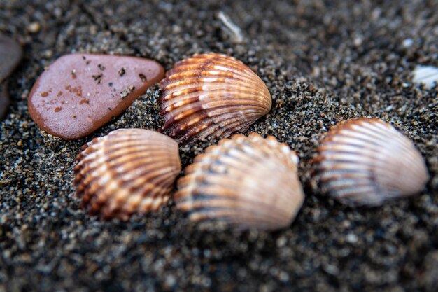 conchas de mar en la playa