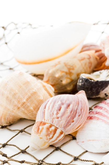 Conchas de mar con red de pesca sobre un fondo blanco.