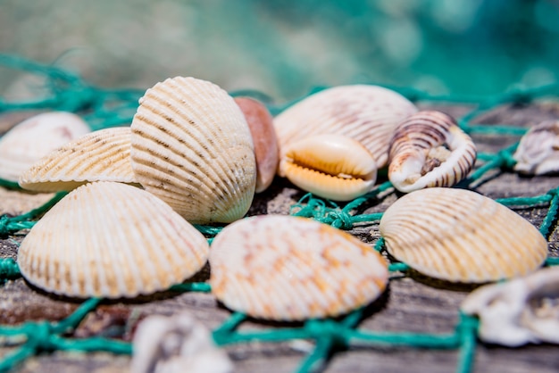 Conchas de mar con red de pesca y sombrero