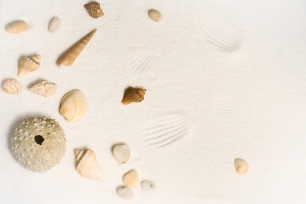 Conchas de mar sobre una arena blanca