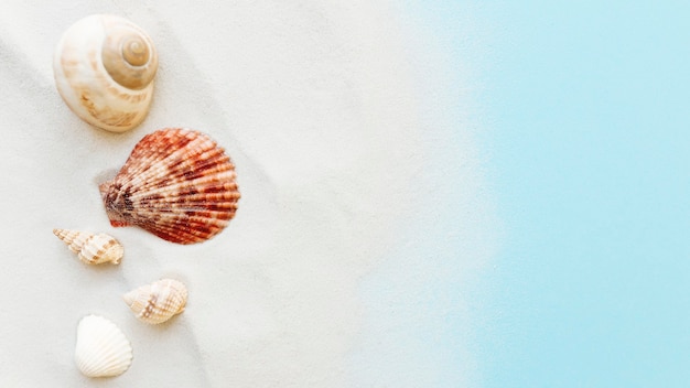 Conchas de mar sobre arena y fondo azul.