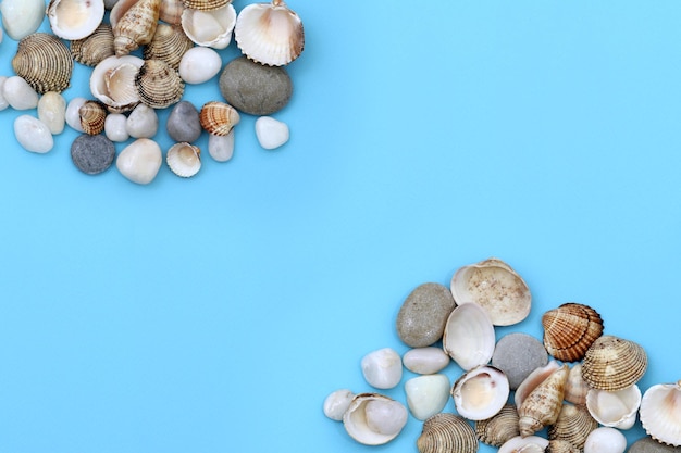 Conchas de mar sobre un fondo azul.