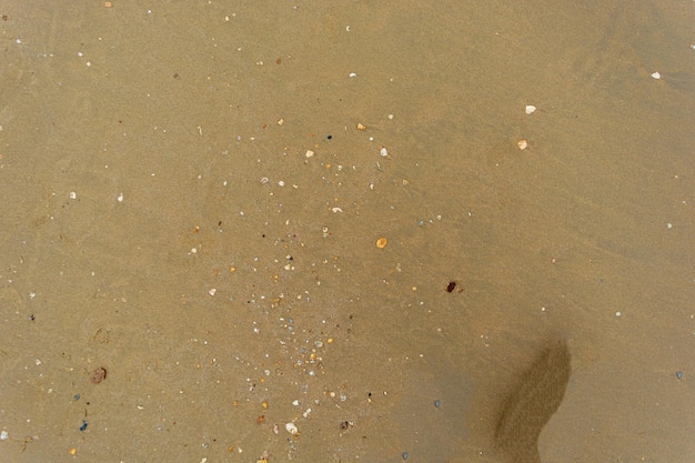 Conchas marinas en la arena de la playa en un día soleado