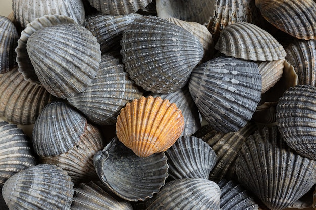 Conchas marinas de diferentes colores