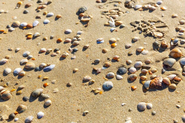 Conchas marinas de diferentes formas y tamaños en la playa de arena Relajación y descanso en el balneario Fondo Espacio para texto
