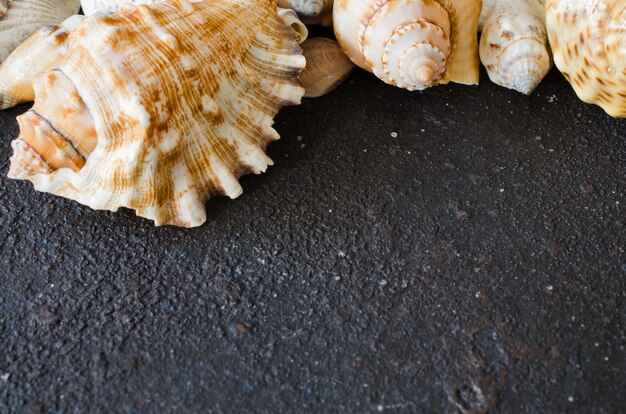 Conchas marinas diferentes sobre fondo de hormigón oscuro. Concepto de vacaciones de verano.